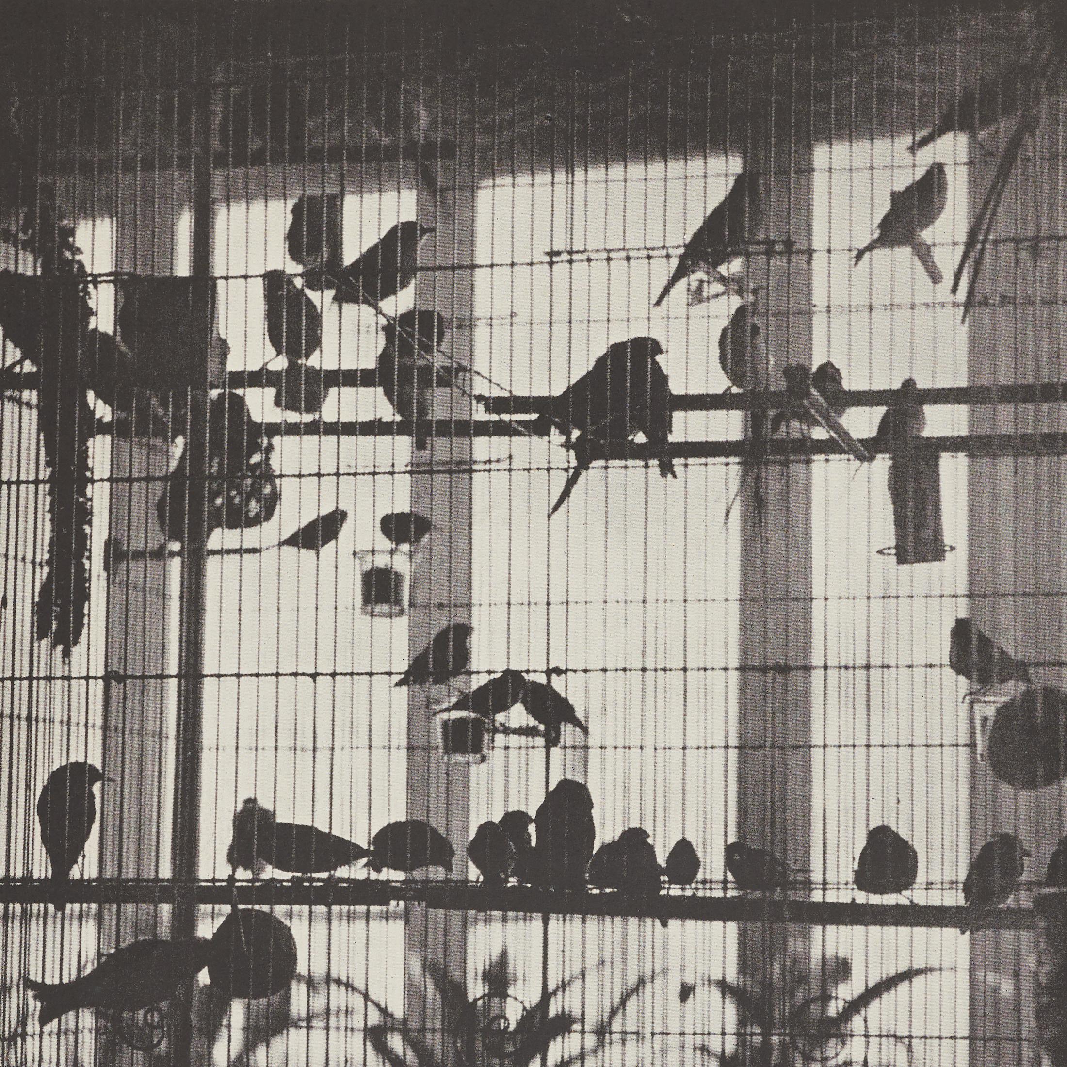 Papier Héliogravure Brassaï - La volière d'Henri Matisse, Verve 1937, encadrée en vente