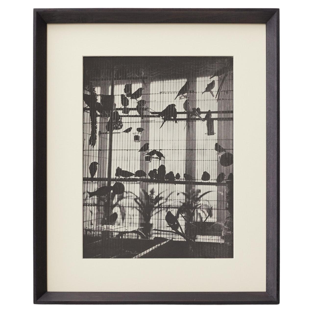 Héliogravure Brassaï - La volière d'Henri Matisse, Verve 1937, encadrée en vente