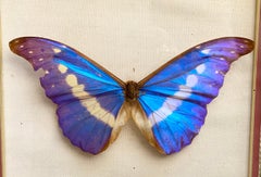 Brazilian Royal Butterfly in Taxidermy from the 60s
