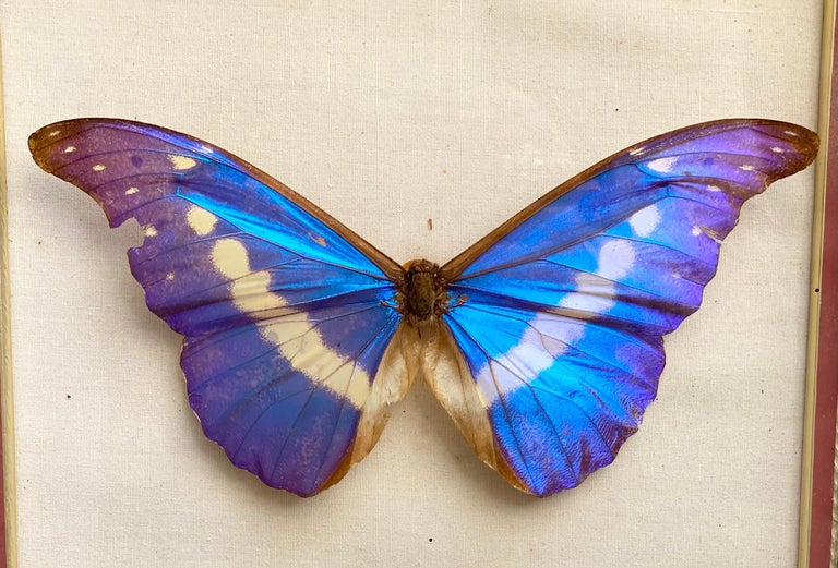 Brazilian Royal Butterfly in Taxidermy from the 60s at 1stDibs