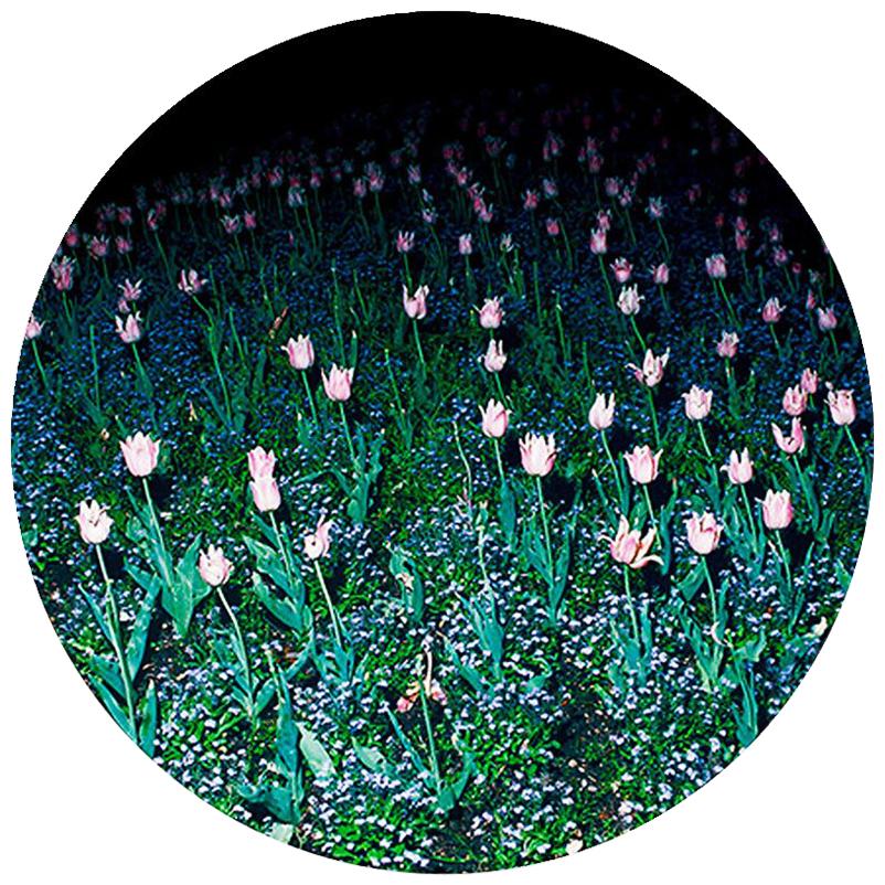 Bread Porcelain Plate Collection Rue de Paradis Model " Tulips" For Sale