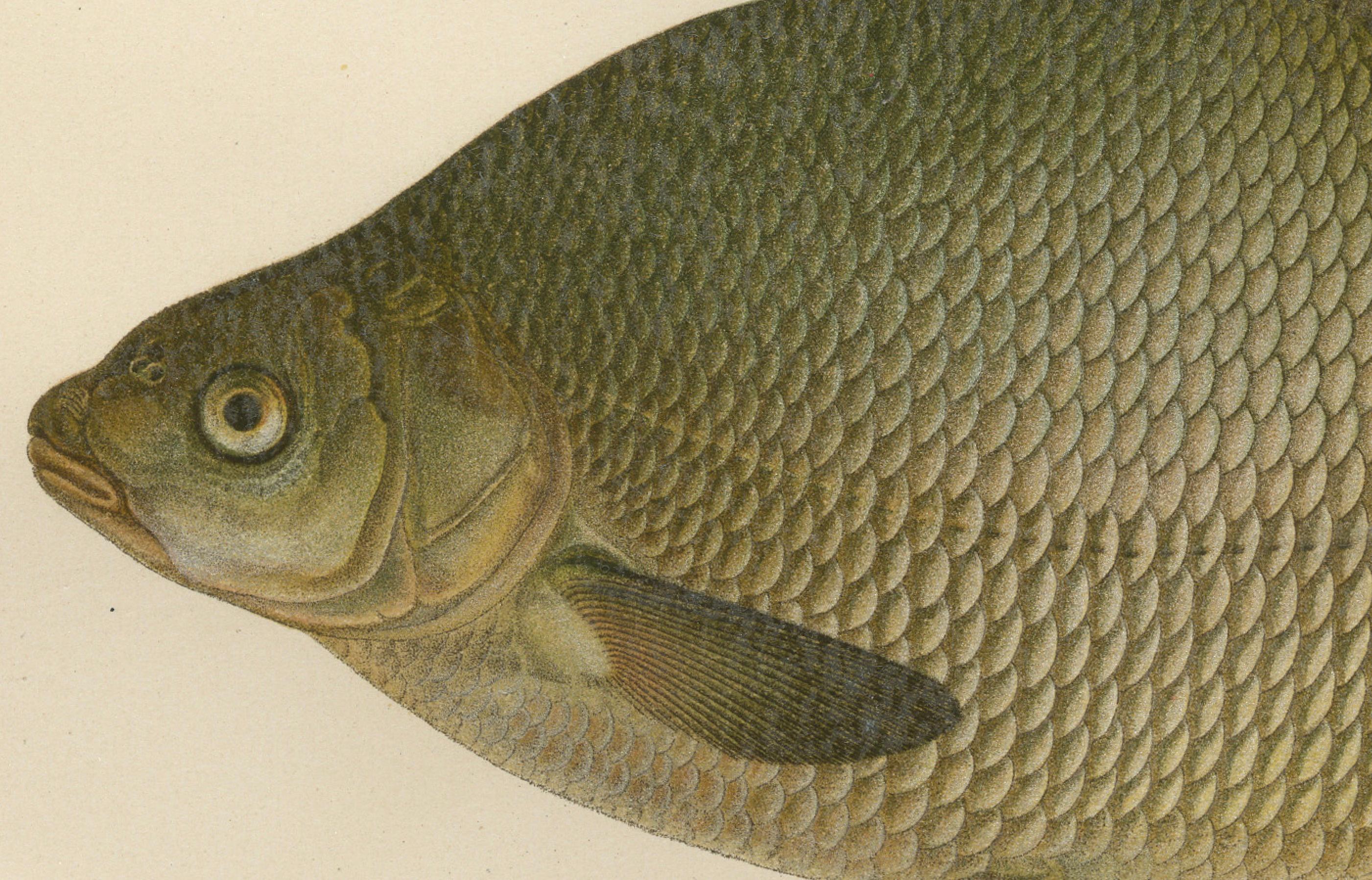 Bream and White Bream - Scandinavian Freshwater Elegance  

This exquisite 19th-century lithograph from *Skandinaviens Fiskar* features two iconic freshwater fish species: the White Bream (Abramis ballerus) and the Common Bream (Abramis brama).