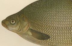 Bream and White Bream - Scandinavian Freshwater Elegance in Lithograph, 1895