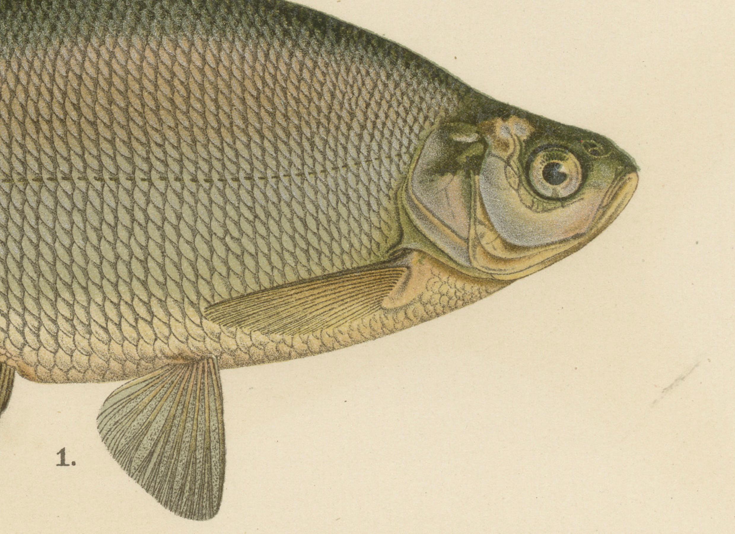 Bream and White Bream - Scandinavian Freshwater Elegance in Lithograph, 1895 In Good Condition For Sale In Langweer, NL