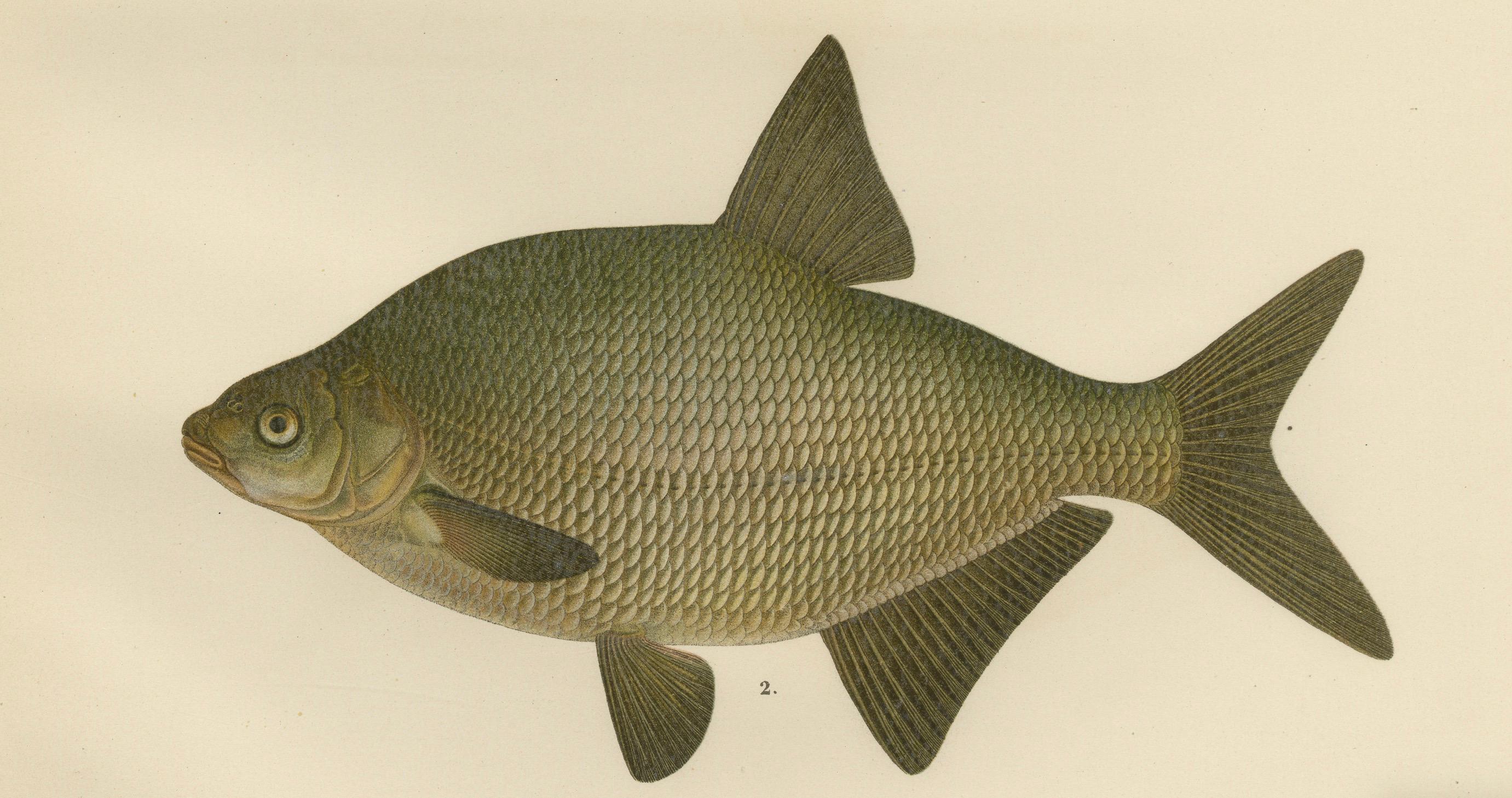 Late 19th Century Bream and White Bream - Scandinavian Freshwater Elegance in Lithograph, 1895 For Sale