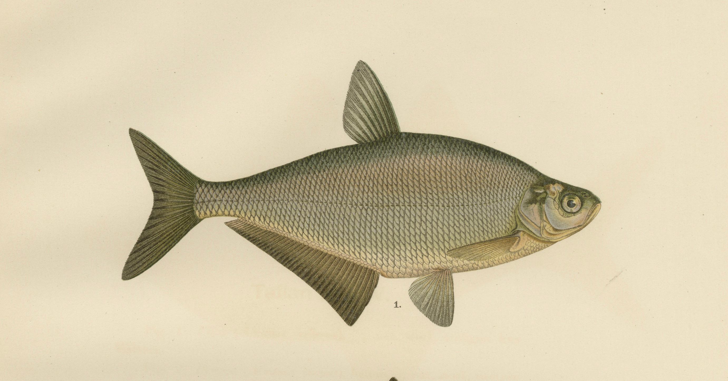 Paper Bream and White Bream - Scandinavian Freshwater Elegance in Lithograph, 1895 For Sale