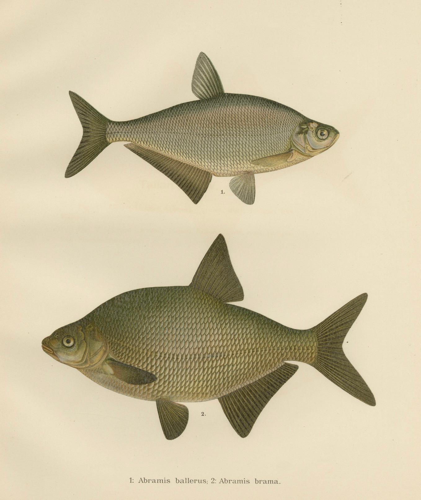 Bream and White Bream - Scandinavian Freshwater Elegance in Lithograph, 1895 For Sale 1