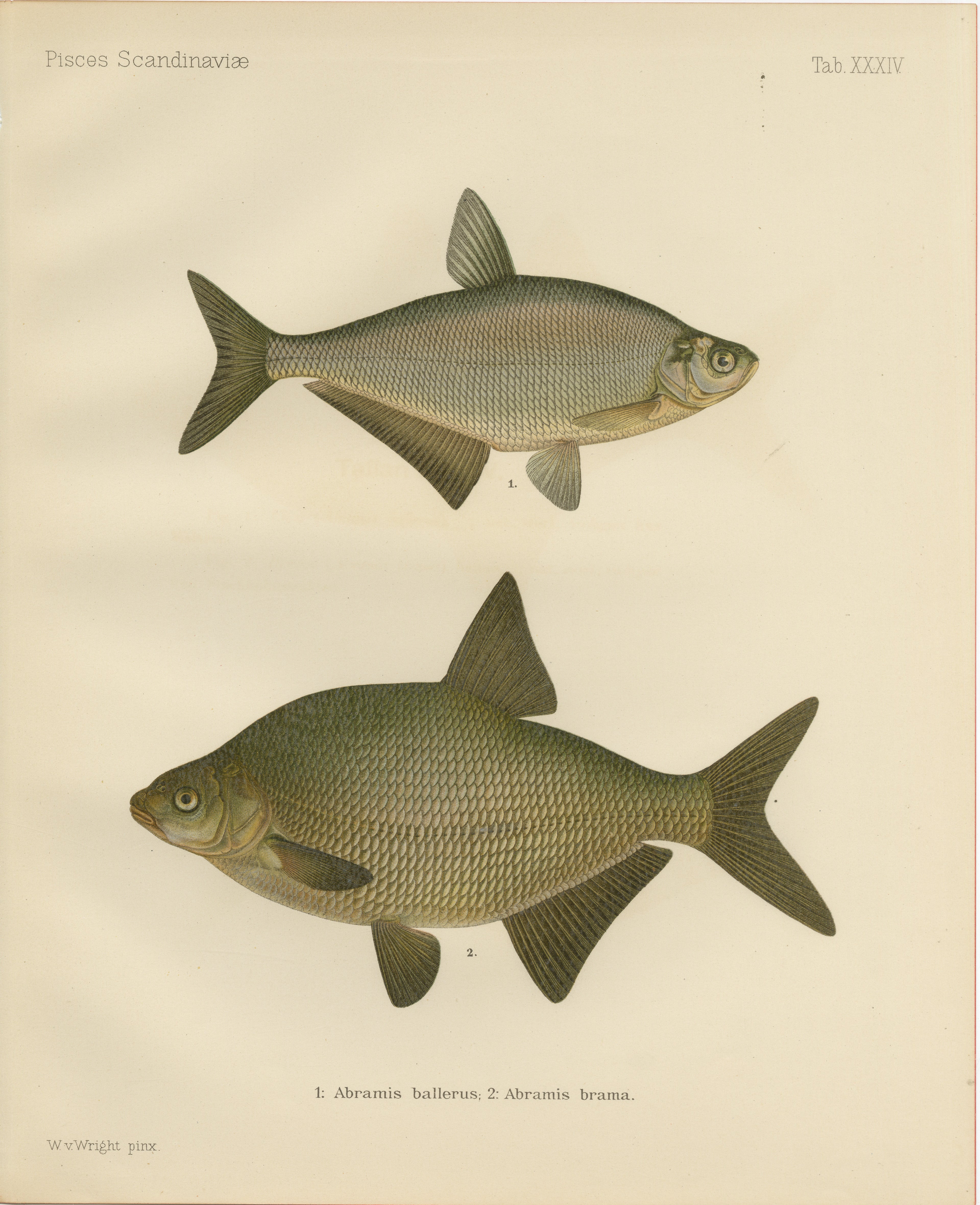 Bream and White Bream - Scandinavian Freshwater Elegance in Lithograph, 1895