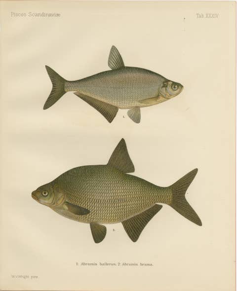 Bream and White Bream - Scandinavian Freshwater Elegance in Lithograph, 1895