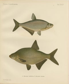 Besugo y Besugo Blanco - Elegancia escandinava de agua dulce en litografía, 1895