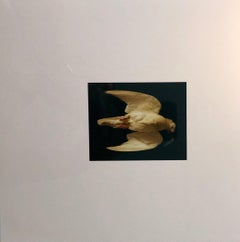 Birds, Cibachrome Photograph Print, NFS Sample Conceptual Taxidermy Art