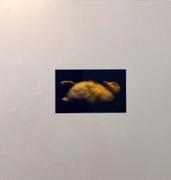 Birds, Cibachrome Photograph Print, NFS Sample Conceptual Taxidermy Art