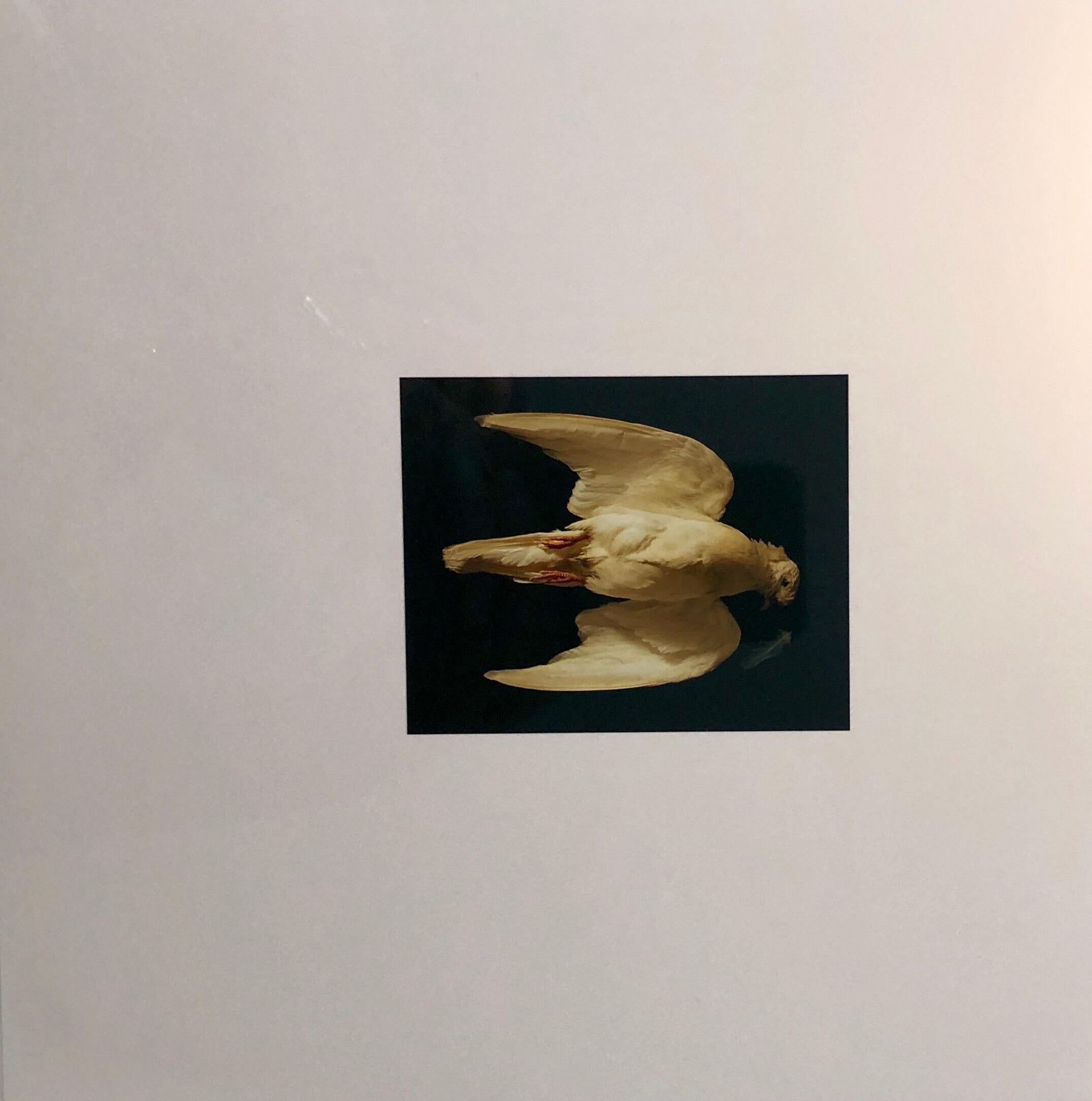 This is a proof print. Stamped with the Muse X stamp and marked NFS.
This is a single print from 1998 Birds. Suite of eight Cibachromes. Edition of fifteen. 10″ × 10″ (sheet size). Muse [X] Editions. Taxidermy Bird.
Brenda Zlamany has shown widely