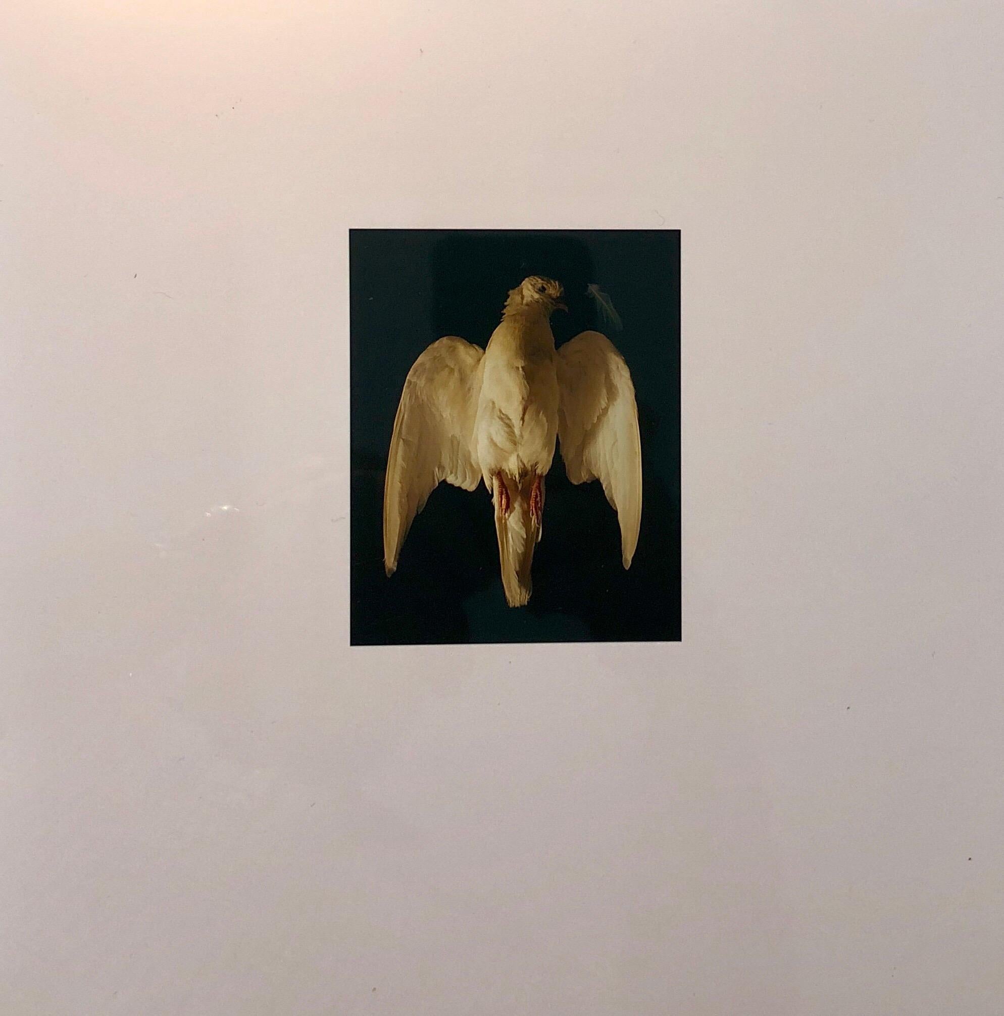 Oiseaux cibachromes, échantillon NFS d'art de taxidermie conceptuel - Conceptuel Photograph par Brenda Zlamany
