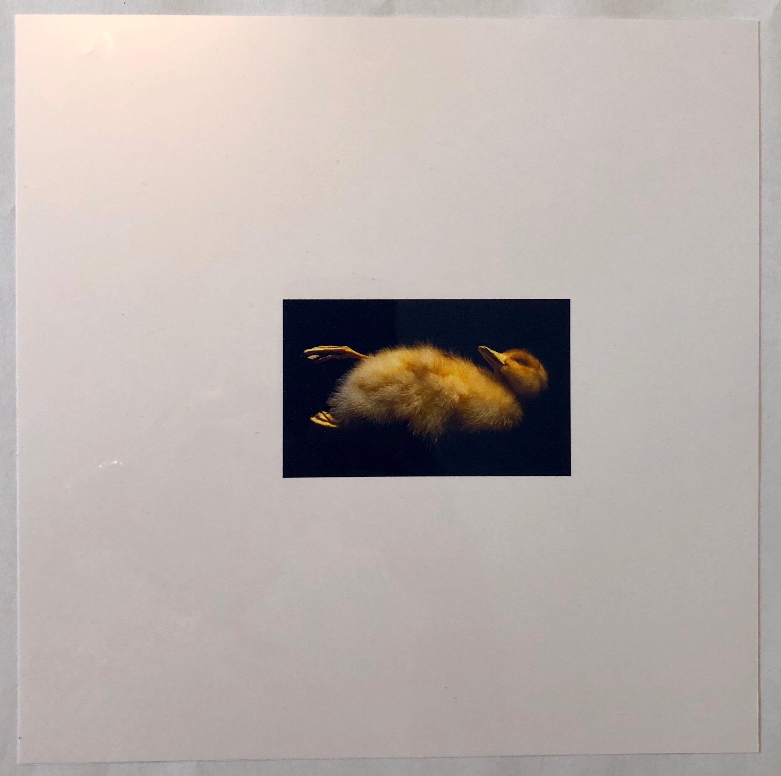 This is a proof print. Stamped with the Muse X stamp and marked NFS.
This is a single print from 1998 Birds. Suite of eight Cibachromes. Edition of fifteen. 10″ × 10″ (sheet size). Muse [X] Editions. Taxidermy Bird.
Brenda Zlamany has shown widely
