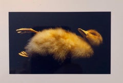 Pájaros, Impresión fotográfica Cibachrome, Muestra NFS Arte Taxidermia Conceptual