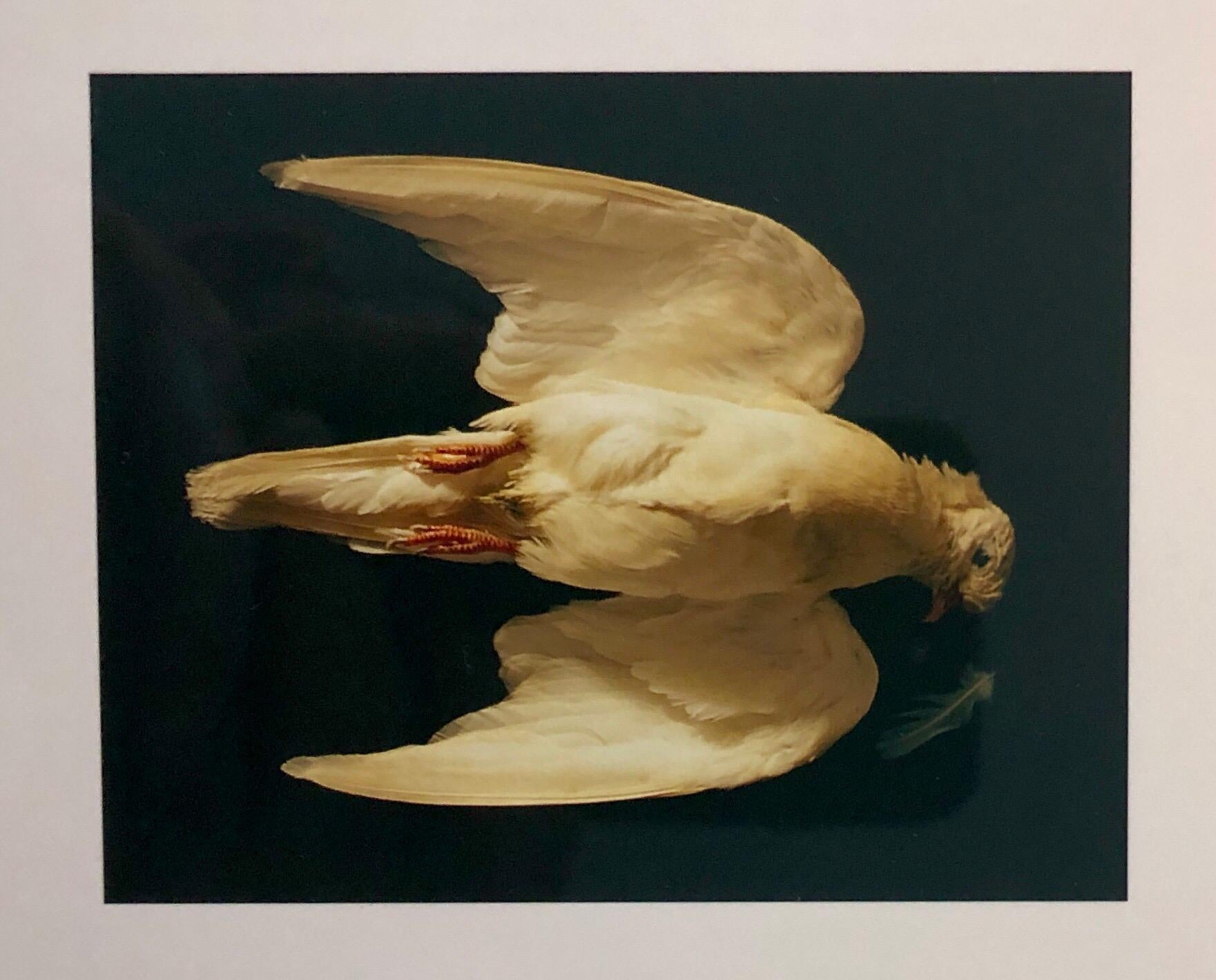 Brenda Zlamany Color Photograph - Birds, Cibachrome Photograph Print, NFS Sample Conceptual Taxidermy Art