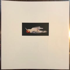 Birds, Cibachrome Photograph Print, Signed Conceptual Art
