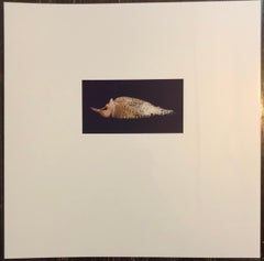 Birds, Cibachrome Photograph Print, Signed Conceptual Art