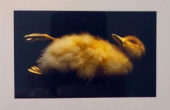 Vintage Birds, Cibachrome Photograph Print, Signed Conceptual Art