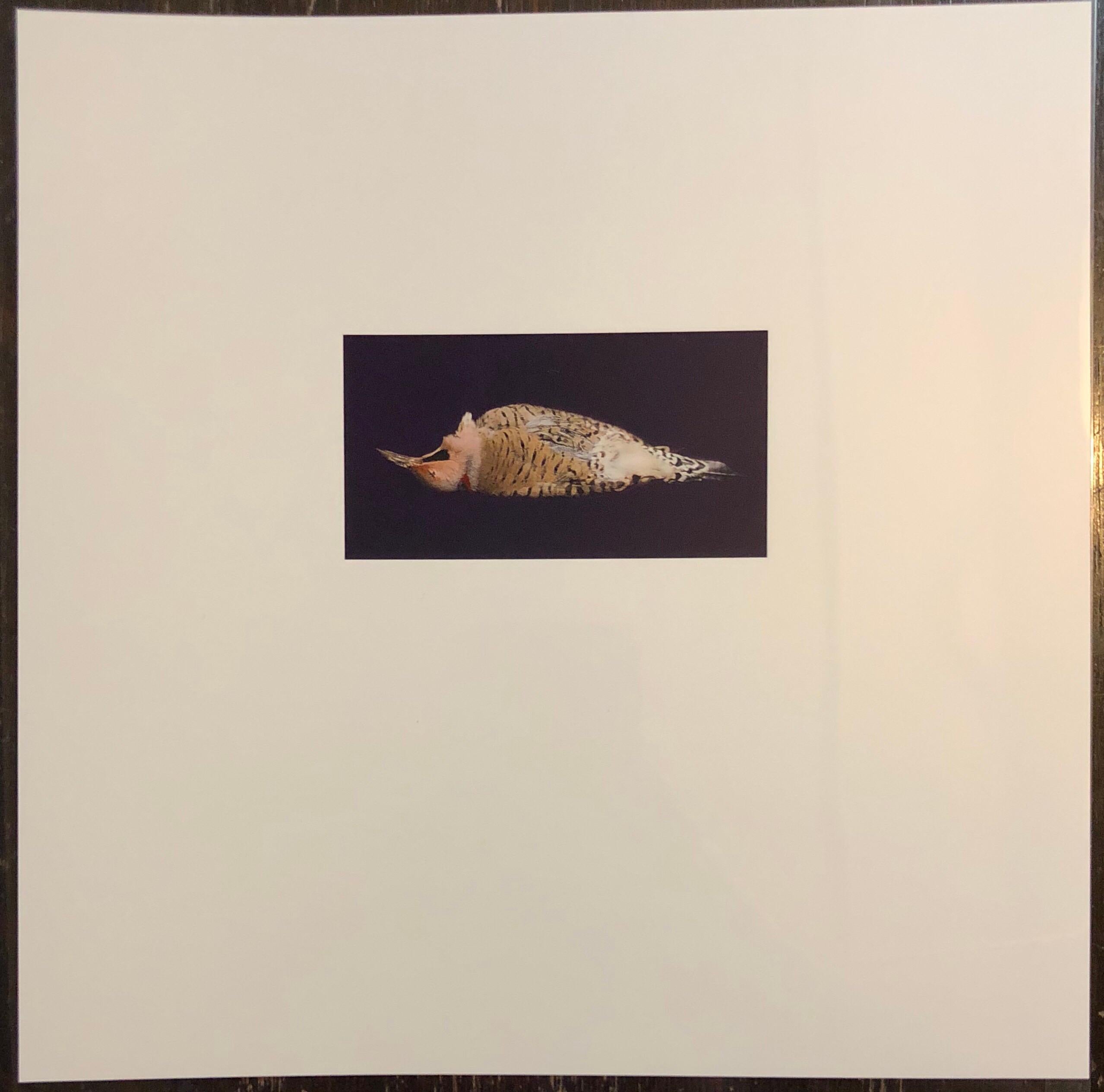 This is a proof print. signed and marked bat (for bon a tirer or good to print)
This is a single print from 1998 Birds. Suite of eight Cibachromes. Edition of fifteen. 10″ × 10″. Muse [X] Editions.
Brenda Zlamany has shown widely in the United
