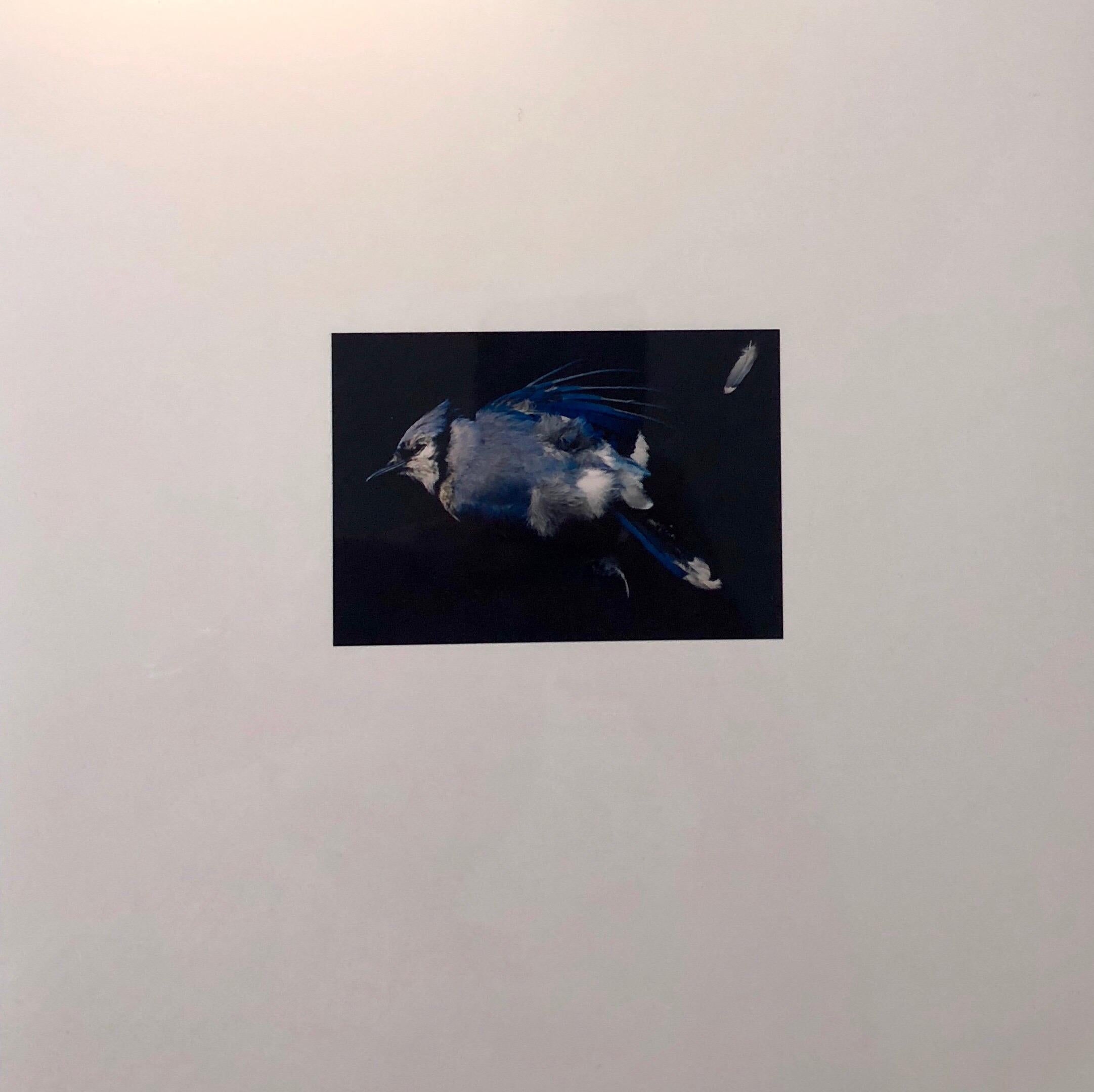 This is a proof print. signed and marked bat (for bon a tirer or good to print) 
This is a single print from 1998 Birds. Suite of eight Cibachromes. Edition of fifteen. 10″ × 10″ (sheet size). Muse [X] Editions. Taxidermy Bird.
Brenda Zlamany has