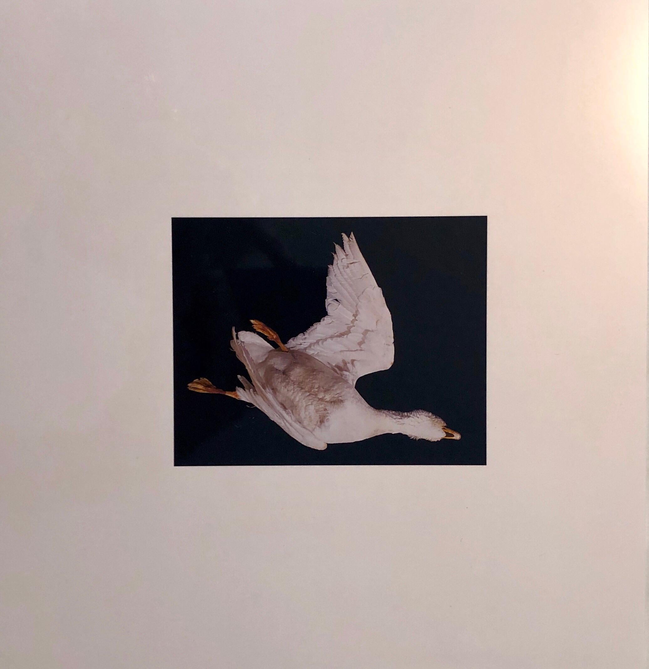 This is a proof print. signed and marked bat (for bon a tirer or good to print) 
This is a single print from 1998 Birds. Suite of eight Cibachromes. Edition of fifteen. 10″ × 10″ (sheet size). Muse [X] Editions. Taxidermy Bird.
Brenda Zlamany has