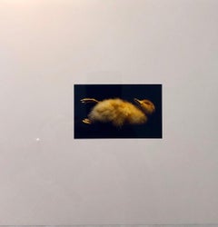 Birds, Cibachrome Photograph Print, Signed Conceptual Art