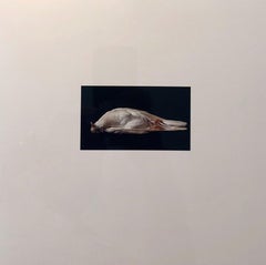 Birds, Cibachrome Photograph Print, Signed Conceptual Art