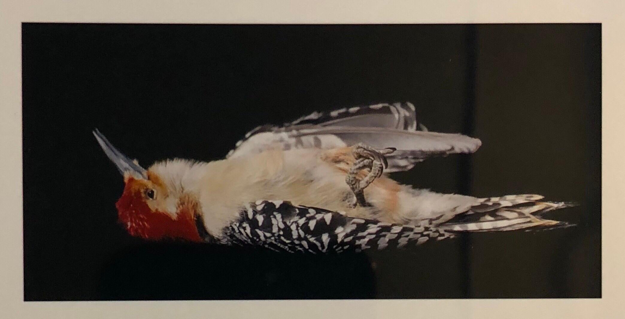 Oiseaux et photographies cibachromes, art conceptuel signé - Conceptuel Photograph par Brenda Zlamany