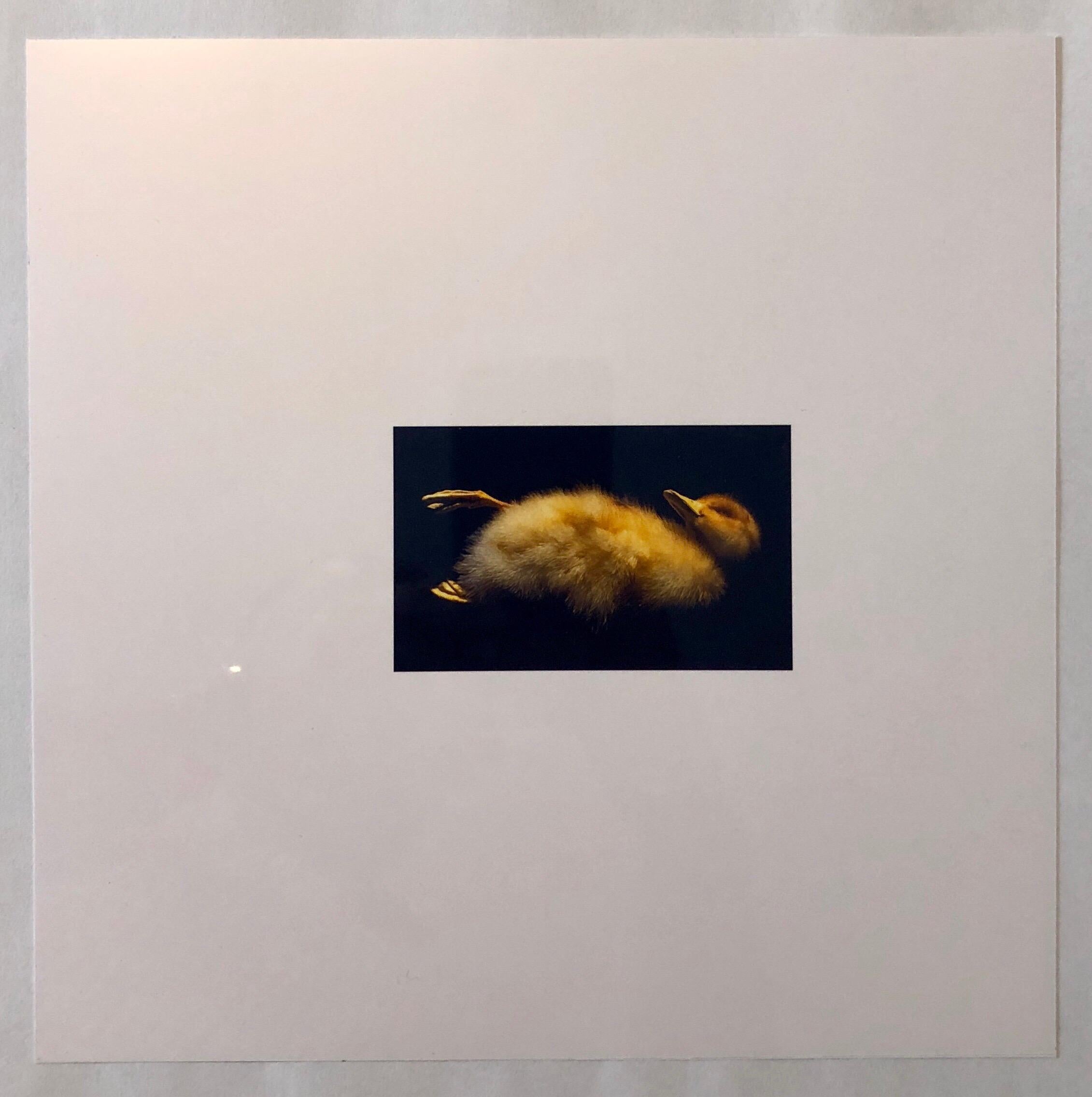 Birds, Cibachrome Photograph Print, Signed Conceptual Art 1