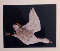 Birds, Cibachrome Photograph Print, Signed Conceptual Art