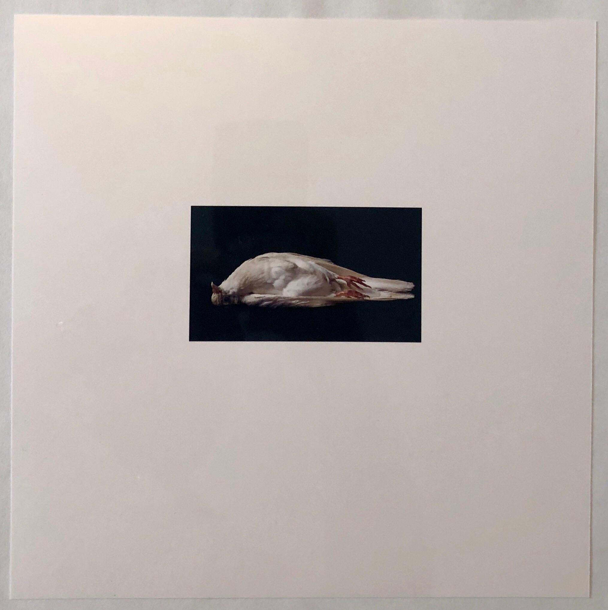 Birds, Cibachrome Photograph Print, Signed Conceptual Art For Sale 2