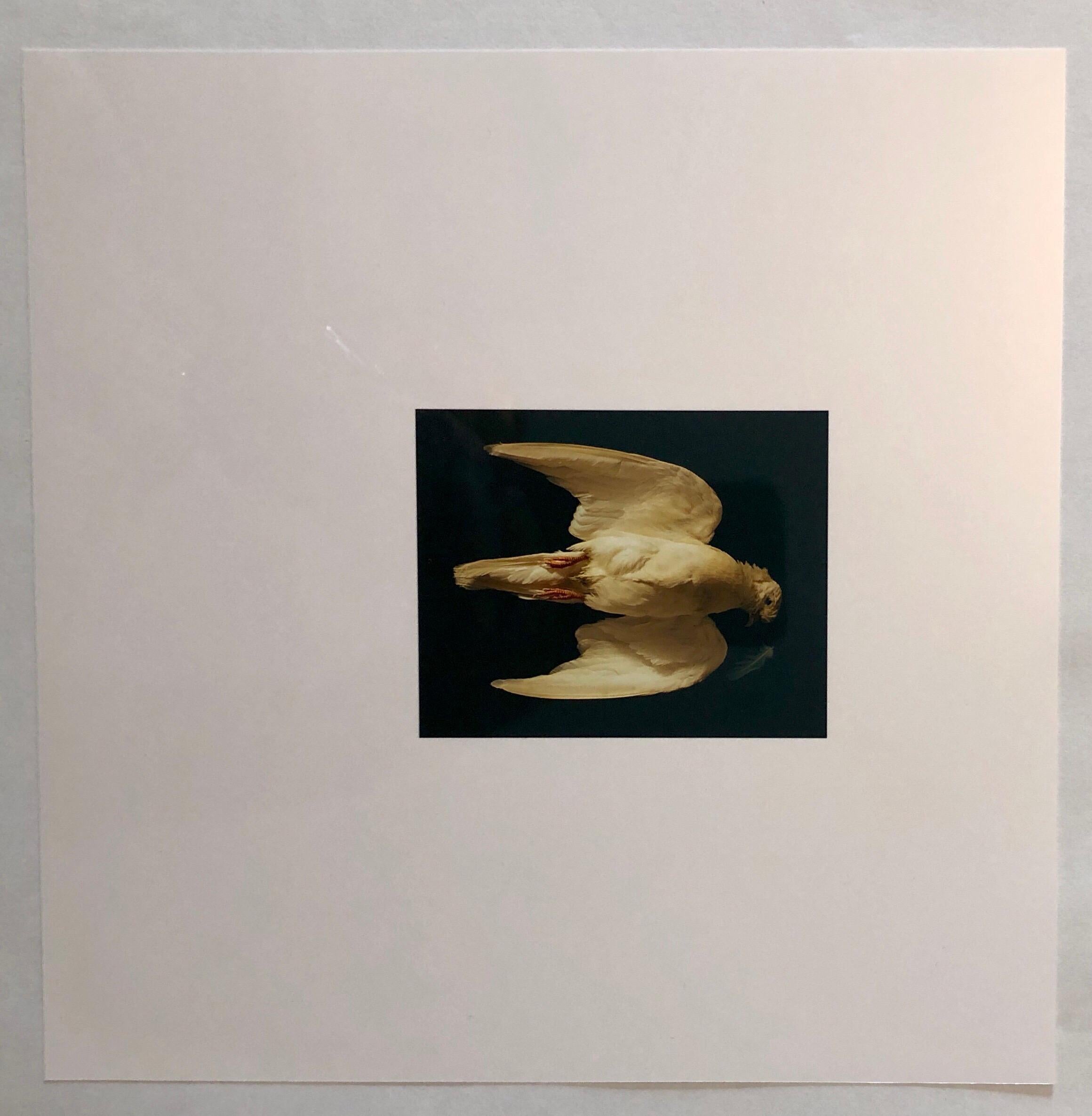 Birds, Cibachrome Photograph Print, Signed Conceptual Art For Sale 2