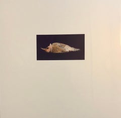 Birds, Cibachrome Photograph Print, Signed Conceptual Art