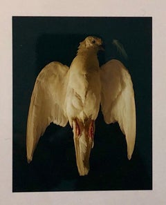 Birds, Cibachrome Photograph Print, Signed Conceptual Art