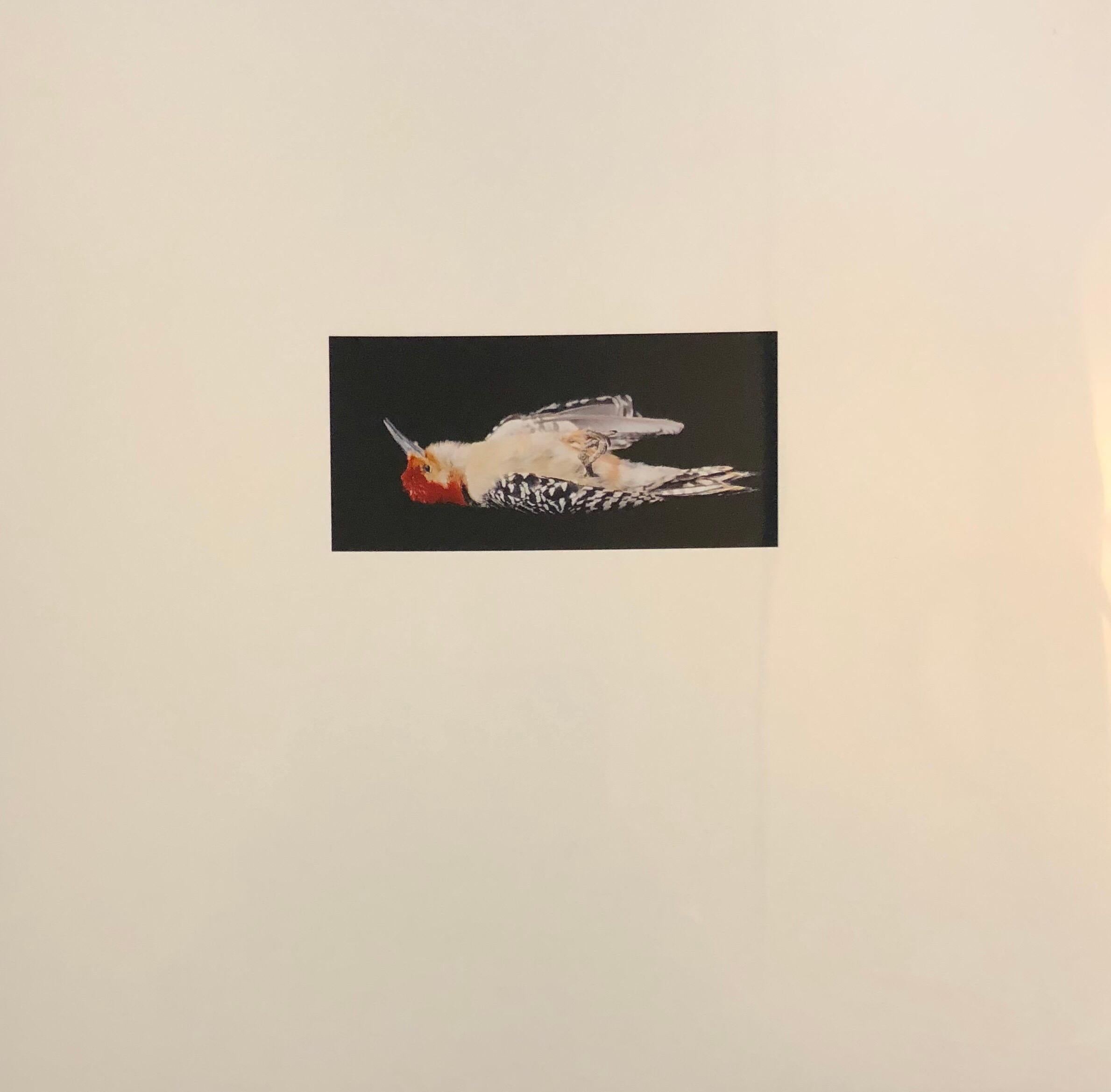 Brenda Zlamany Still-Life Photograph – Vögel, Cibachromer Fotodruck, signiert Konzeptuelle Kunst