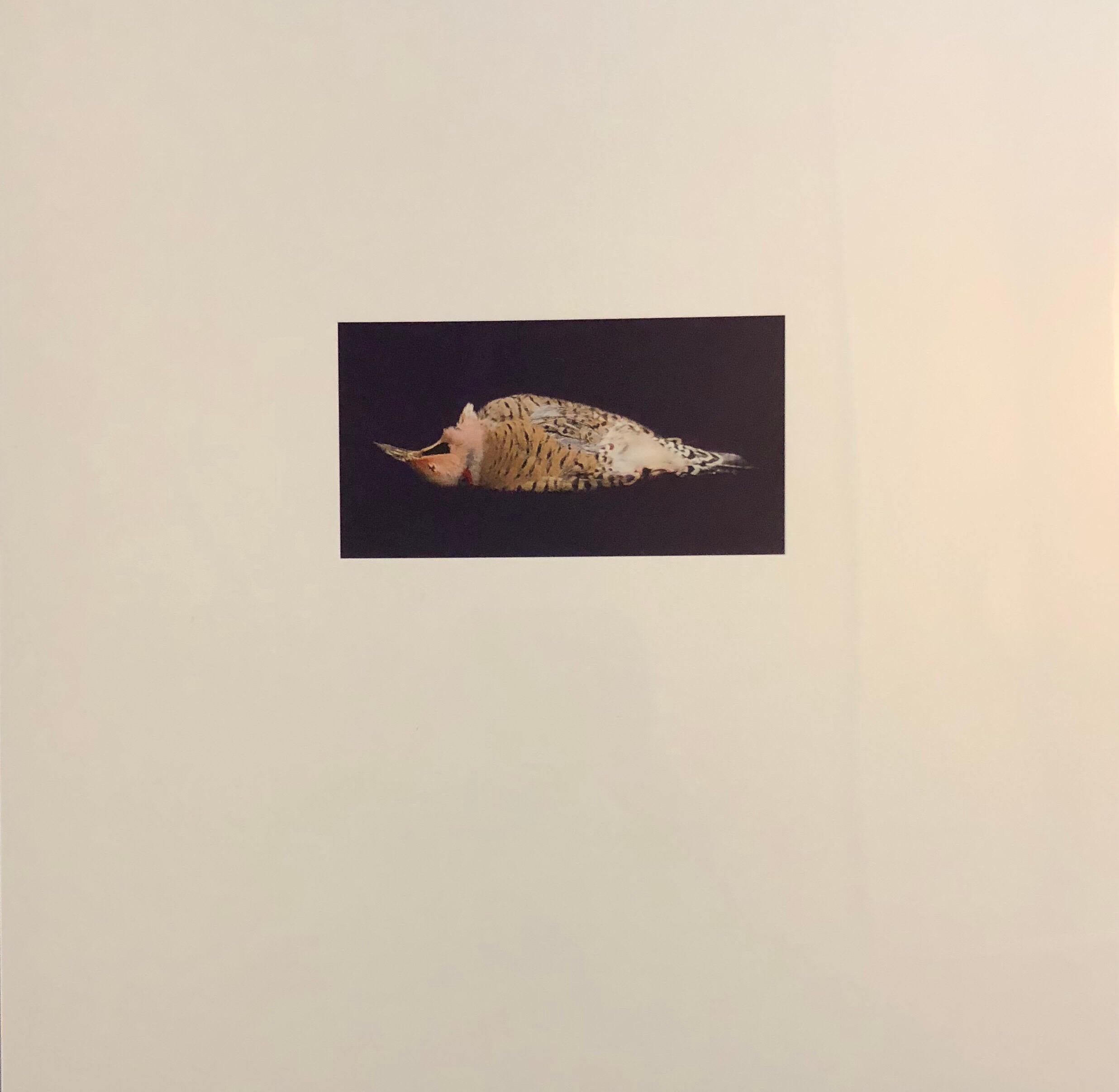 Brenda Zlamany Color Photograph – Vögel, Cibachromer Fotodruck, signiert Konzeptuelle Kunst