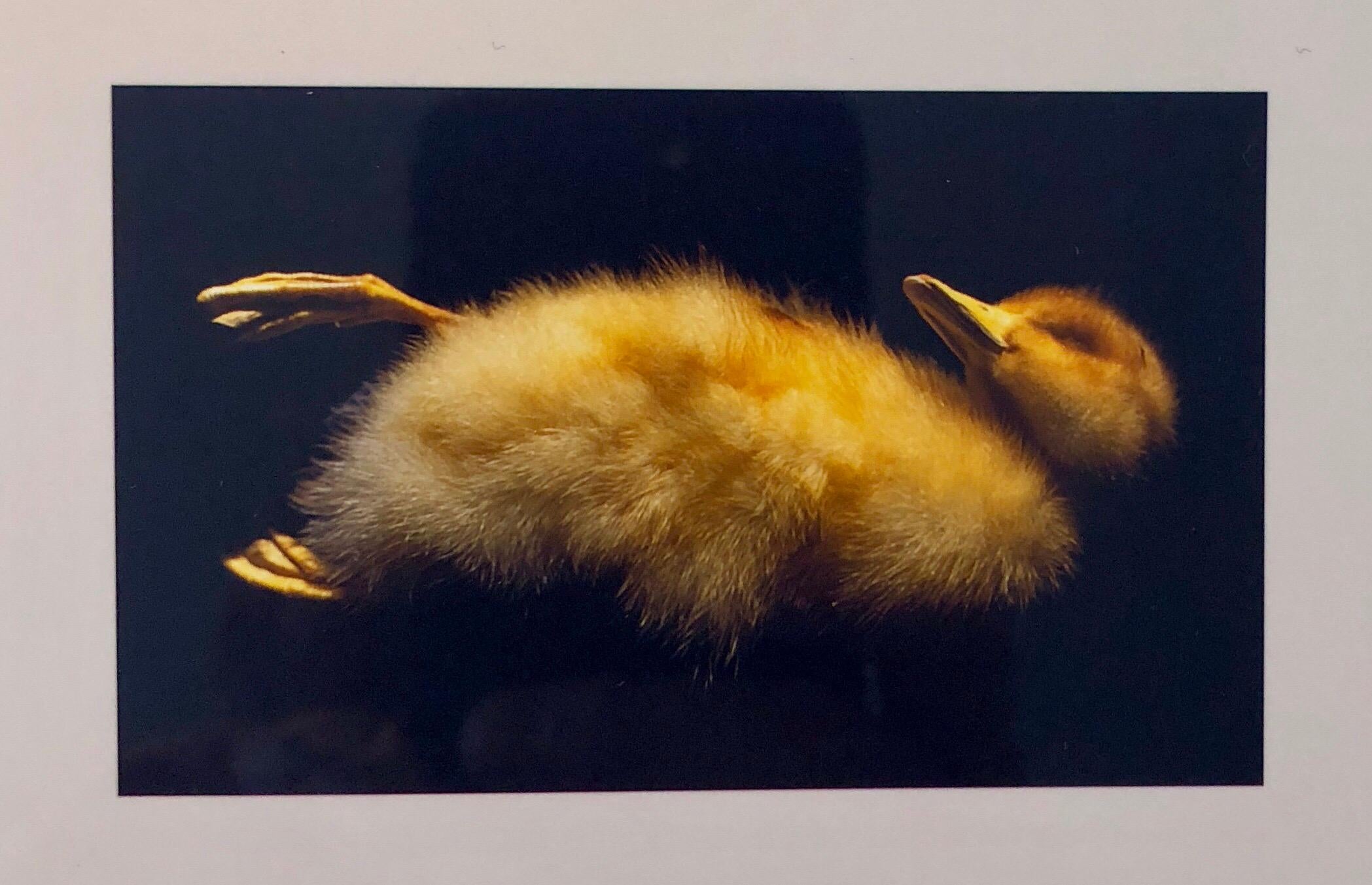 Brenda Zlamany Still-Life Photograph - Birds, Cibachrome Photograph Print, Signed Conceptual Art