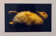 Used Birds, Cibachrome Photograph Print, Signed Conceptual Art