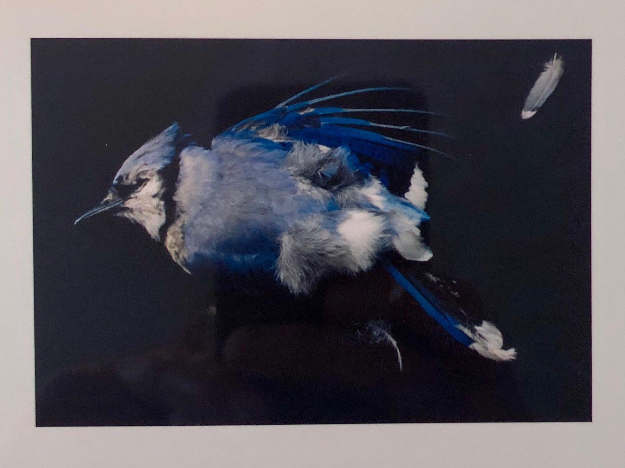 Brenda Zlamany Still-Life Photograph – Vögel, Cibachromer Fotodruck, signiert Konzeptuelle Kunst