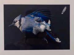 Retro Birds, Cibachrome Photograph Print, Signed Conceptual Art