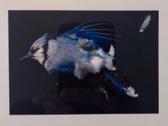 Uccelli, Stampa fotografica in fibra di vetro, Arte concettuale firmata