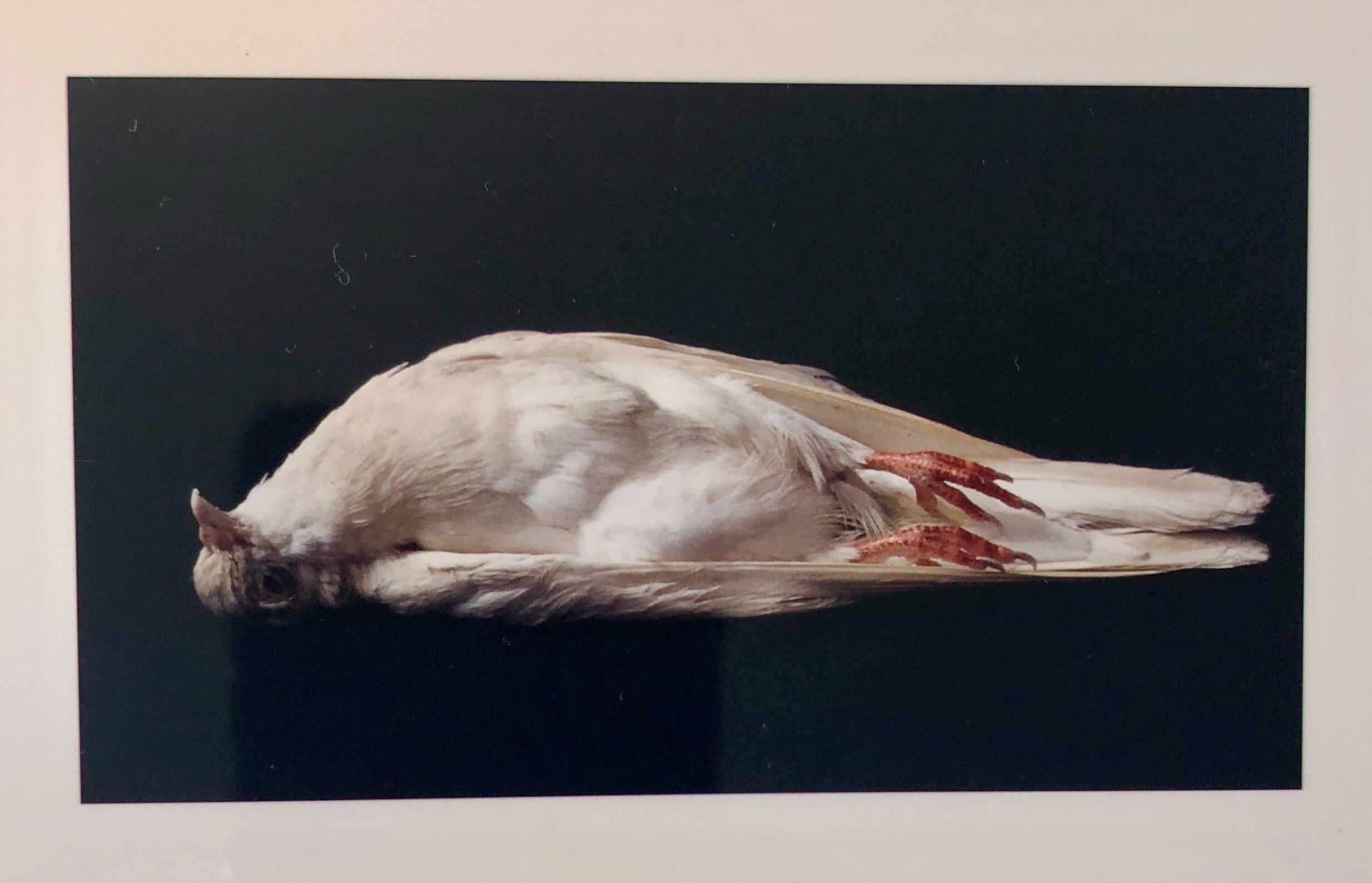 Brenda Zlamany Color Photograph - Birds, Cibachrome Photograph Print, Signed Conceptual Art