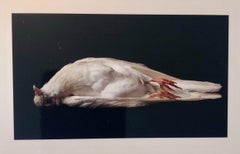 Vintage Birds, Cibachrome Photograph Print, Signed Conceptual Art