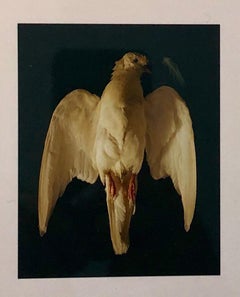 Vintage Birds, Cibachrome Photograph Print, Signed Conceptual Art