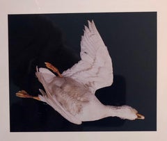 Used Birds, Cibachrome Photograph Print, Signed Conceptual Art