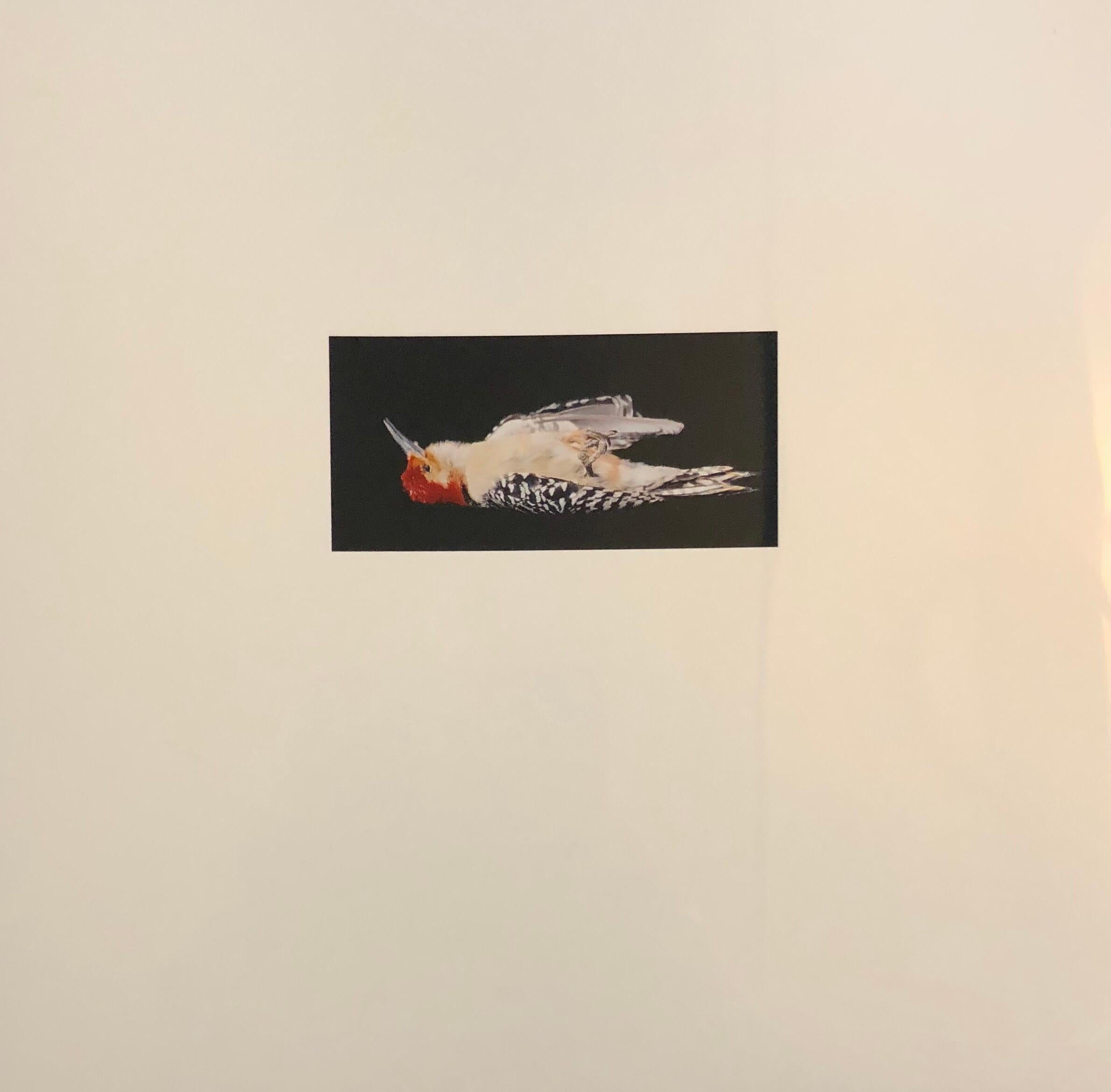 Pájaros, Impresión fotográfica Cibachrome, Arte conceptual firmado