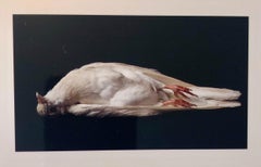 Birds, Cibachrome Photograph Print, Signed Conceptual Art