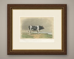 Breton Bull, Antique Cattle Print after Constant Troyon, 1873